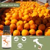 Nature Packaged Blood Orange Essential Oil - Direct from Citrusmade