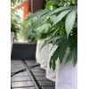 Rain Science Grow Bag, Air Pruning Mesh Fabric Plant Container