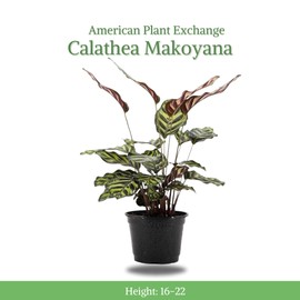 American Plant Exchange Live Calathea Makoyana – 6-Inch with Pot Cover – Pet-Friendly Tropical Houseplant with Patterned Leaves for Low Light Homes, Offices & Indoor Plant Décor