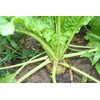 300 Sugar Beet Beet Seeds for Planting 5 Grams of
