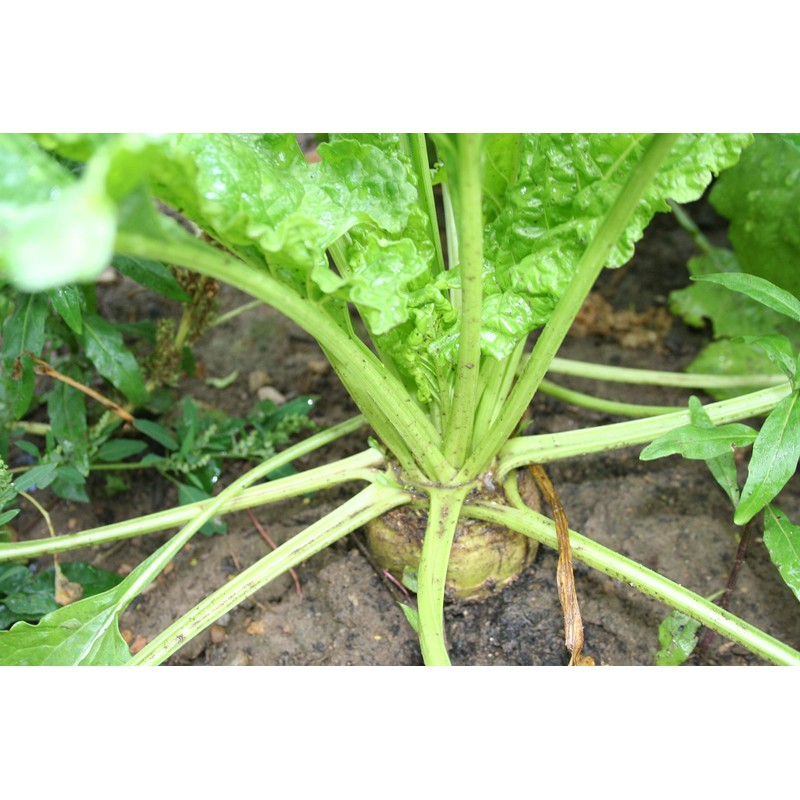 300 Sugar Beet Beet Seeds for Planting 5 Grams of