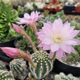 Echinobivia Hybrid Rainbow Bursts Cacti Cactus Succulent Real Live Plant