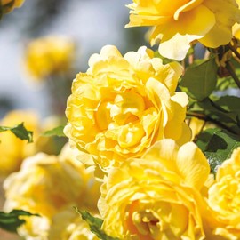 Heirloom Roses David Austin Rose Bush - The Poet's Wife Live Yellow Plant for Outdoor Planting
