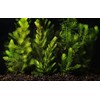 Marcus Fish Tanks 3X Oxygenating Hornwort Coontail Ceratophyllum Demersum