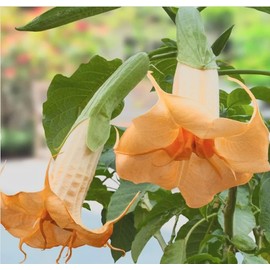 Marshmallow Sunset Angel Trumpet Live Plant in 3 Inch Pot – Fragrant Blooms