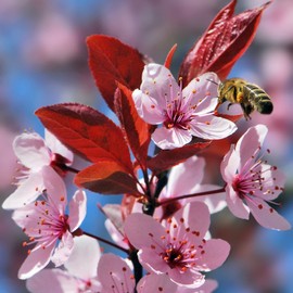 Prunus Cerasifera Seeds Cherry Plum Ornamental Edible Fruit Used in Jams, Jellies Garden Borders Outdoor 5Pcs Flower Seeds by YEGAOL Garden