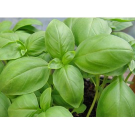 Ohio Heirloom Seeds Heirloom Basil Seed Assortment- 5 Varieties Individually-Packaged- Non-GMO