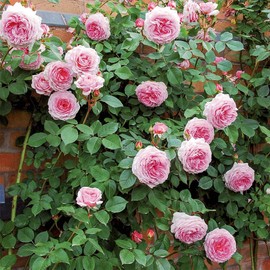 Heirloom Roses Rose Plant - James Galway® Pink Rose Bush, David Austin Live Plant for Planting Outdoors