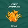Landa Extracto Liquido Hongo Cordyceps Líquido Militaris 100 Orgánico Alta