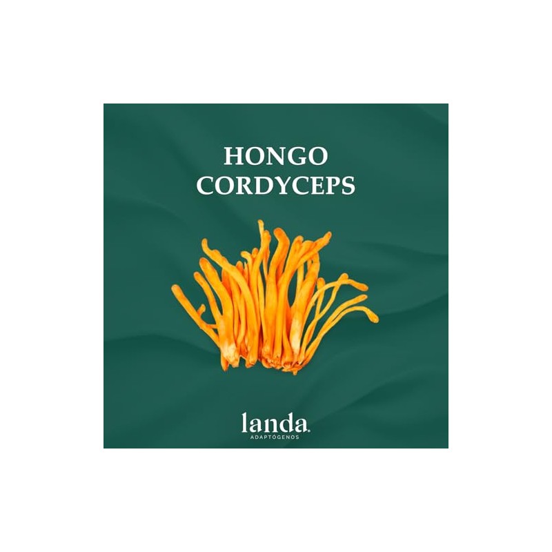 Landa Extracto Liquido Hongo Cordyceps Líquido Militaris 100 Orgánico Alta