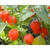 tree CHINESE LANTERN * PHYSALIS * ORANGE _RED LANTERN *