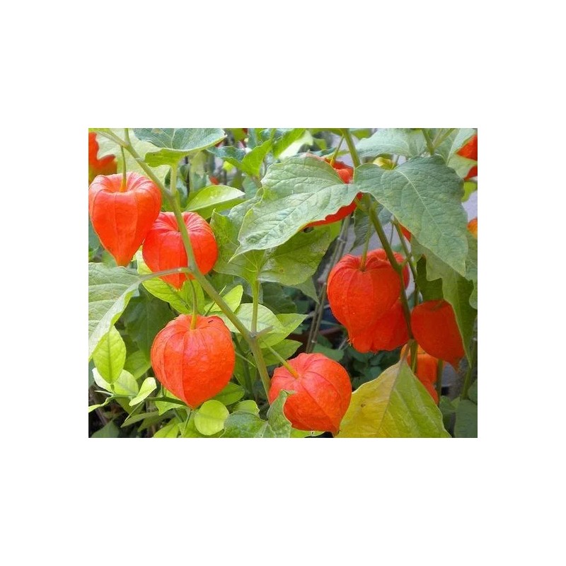 tree CHINESE LANTERN * PHYSALIS * ORANGE _RED LANTERN *