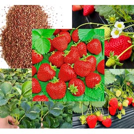 250PCS Wild Strawberry Seeds Sweet Fruit Fragaria Virginiana Winter Hardy Strawberry Seeds