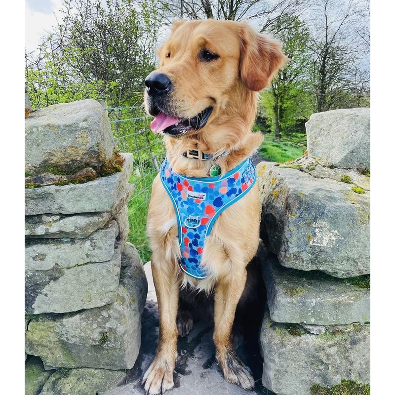 Adjustable Airmesh, Reef, 3-5