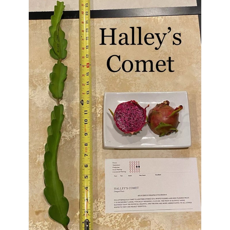 Cactus Best Dragon Fruit Cuttings 24-36”, each huge cutting and