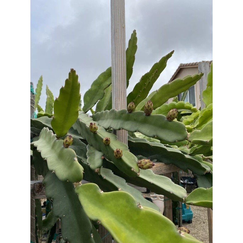 Sugar Dragon S-8 Dragon Fruit/Pitaya/P