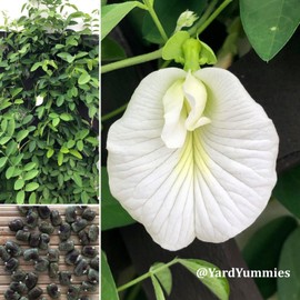YardYummies White Butterfly Pea Seeds- 15 SEEDS Clitoria Ternatea Asian Pigeonwings Tropical