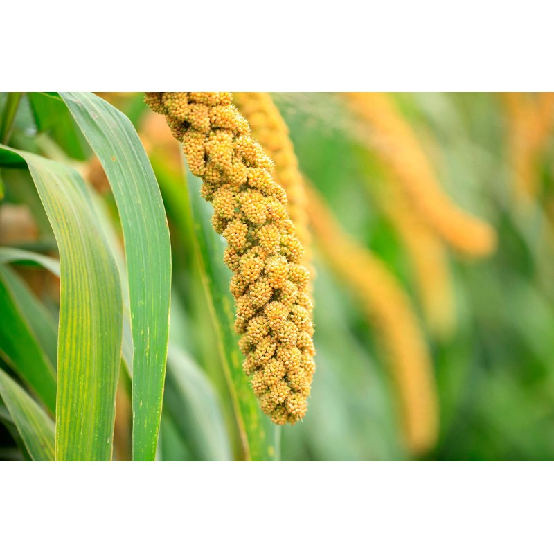 Food to Live Hulled Millet, 1 Pound – Whole Grain