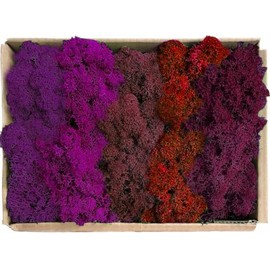 Prefleur Preserved Reindeer Mix Craft Moss Natural Green DIY Kit Gardenning Art Wall Decor Florist Easter Table Decor Wedding Decor (1lb)(Fuchsia Magenta Violet Burgundy Red-Orange)(Style-18)