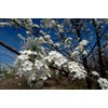 20 Seeds Bradford Pear Tree | Pyrus calleryana Callery Pear