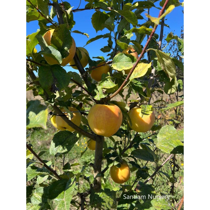Santiam Nursery Japanese Aomori Toki apple tree, bare root, 青森水蜜桃蘋果，土岐（拓季）