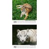 Tiger Magic Calendar for 2025 Format 10 cm x 10