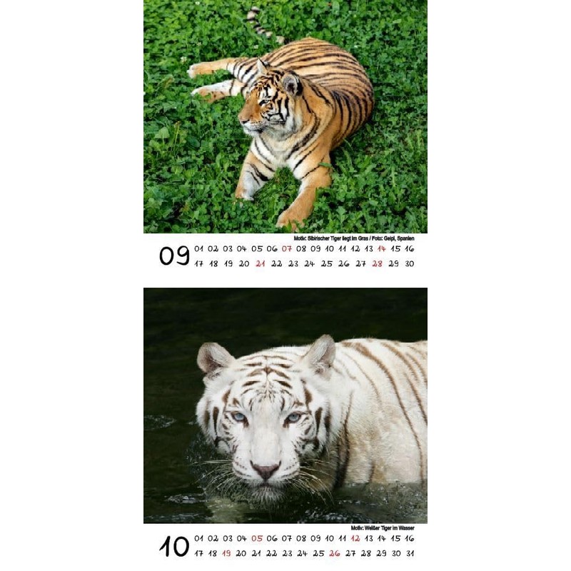 Tiger Magic Calendar for 2025 Format 10 cm x 10