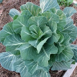Sunshine Seeds Georgia Southern Collard seeds (100) / ORGANIC / FLORIDA GROWN / SOUL FOOD