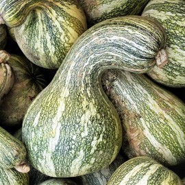 TomorrowSeeds - Green Striped Cushaw Seeds - 60+ Count - for 2025 Planting USA Garden Vegetable Southern Kershaw Pumpkin Winter Squash Gourd Silver Non-GMO Grow Your Own Home Farm Patio Healthy