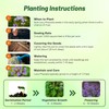 Outsidepride Lacy Phacelia Seeds for Planting - 5000 Pcs Annual,