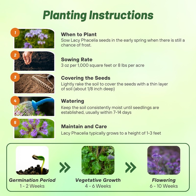 Outsidepride Lacy Phacelia Seeds for Planting - 5000 Pcs Annual,