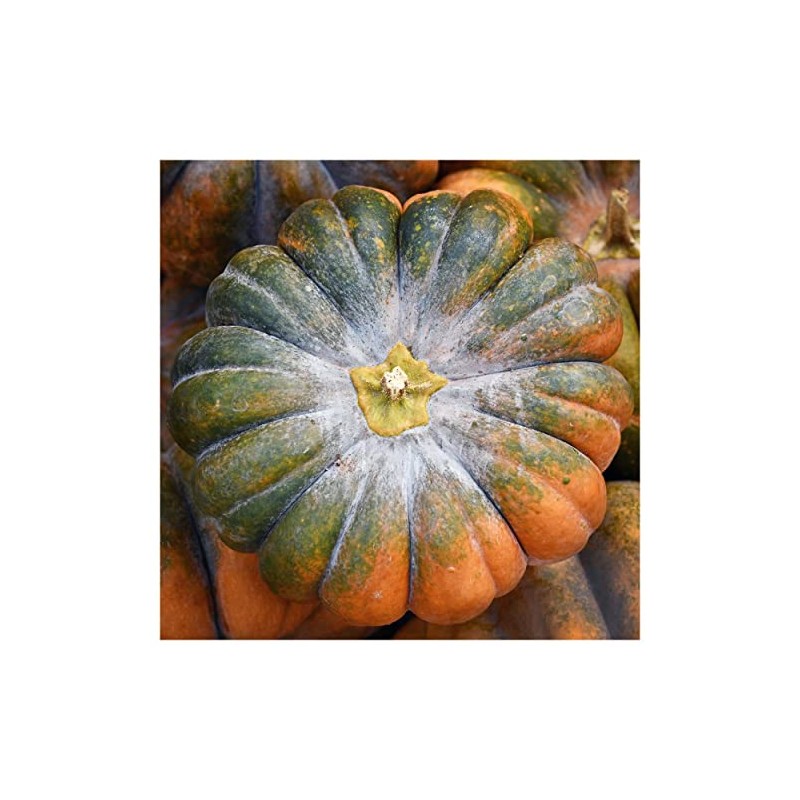 Everwilde Farms - 1 Oz Musquee de Provence Pumpkin Seeds
