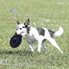 Hyperflite Pup Jawz Dog Flying Disc (90g) • World's Toughest