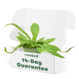 Staghorn Fern - Platycerium bifurcatum | Live, Easy to Grow and Low Maintenance Houseplant (4")