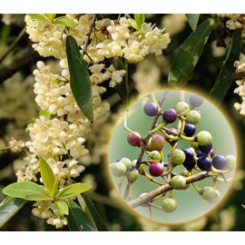 AWAD Litsea Cubeba (May Chang) Pure Essential Oil 30 ML + Free Carrier Oil 2 ML