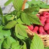 Organic Raspberry Leaves Cut (500 g), Organic Raspberry Leaf Tea,
