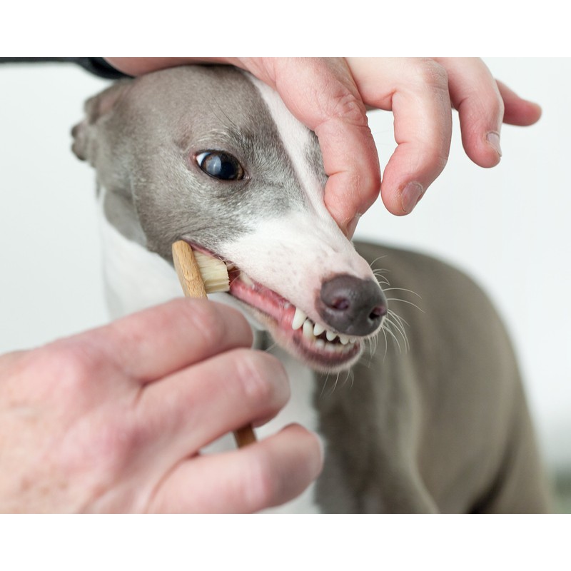 ZAHNBÜRSTE CHILDREN WOOD