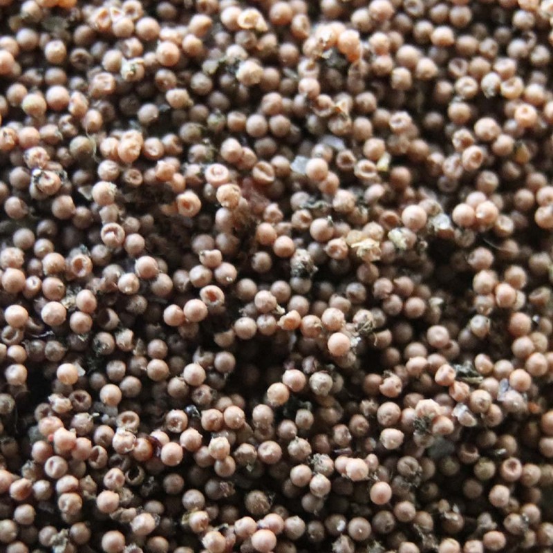 GreenWaterFarm Triops Red Longicaudatus Eggs for Hatching and Culture Suitable