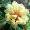 Aromatics International Aromatics International Rhododendron Essential Oil 5ml