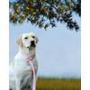 lynxking 6 FT Dog Leash Slip Lead 2 Pack Strong