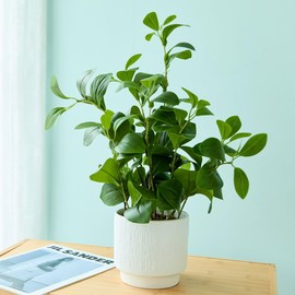 Ewtogift 19'' Artificial Ficus Plant in White Textured Ceramic Pot Realistic Faux Greenery with Lifelike Leaves Fake Plants for Indoor Home Office Bathroom Shelf Desk Tabletop Decor