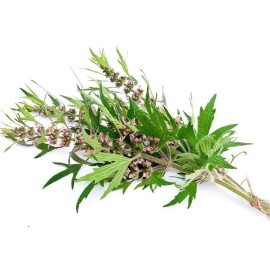 Nature Tea Motherwort - Leonurus cardiaca Loose Cut/Sifted by Nature, Wild Crafted - 1 oz