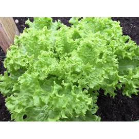 Frisee Salad Green - Endive Seeds “Green Curled Ruffec” aka Italian Dandelion Green | Heirloom Seeds by Liliana's Garden |
