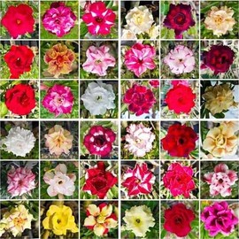 20 Desert Rose Seeds for Planting Mixed Color Ready to Grow Adenium Obesum Seeds Exotic Succulent Colorful Bonsai Plant Tropical Rose Flower Planting Non-GMO Heirloom