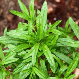 CEMEHA SEEDS - Seeds Summer Savory Non GMO Herbs for Planting 1000 Seeds