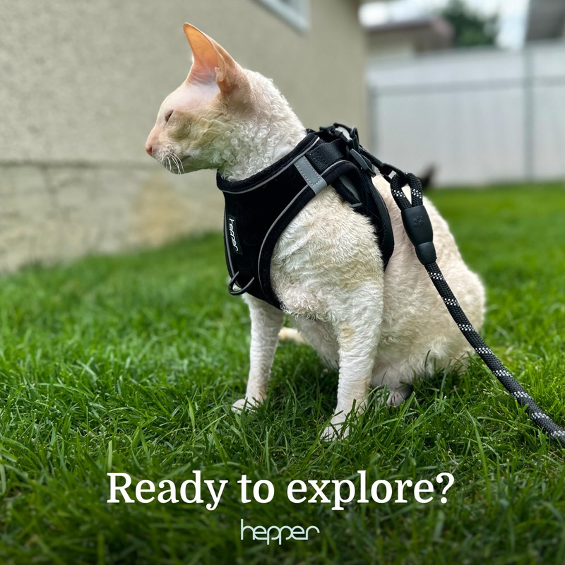 Hepper Cat Harness and Leash Escape Proof Set - Black