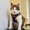 Voyager Step-in Air Dog Harness - All Weather Mesh Step