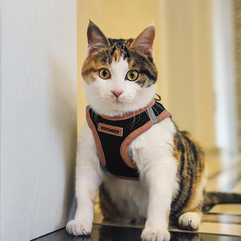 Voyager Step-in Air Dog Harness - All Weather Mesh Step