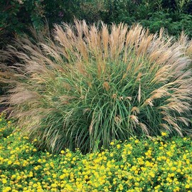 Miscanthus Adagio Grass | 1 Extra Large 3 Gallon Plants | Miscanthus sinensis 'Adagio' | Elegant Ornamental | Garden Accent
