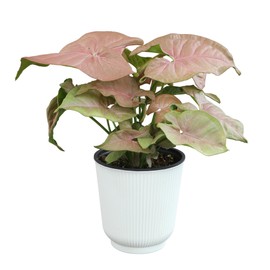 Altman Plants 'Neon Robusta' Arrowhead Plant with 4 Inch White Plant Pot, Easy Plant Gift, Desk Plant & Office Plant, Easy to Grow House Plant, Syngonium Plant Live Indoor Plant in Potting Soil Mix